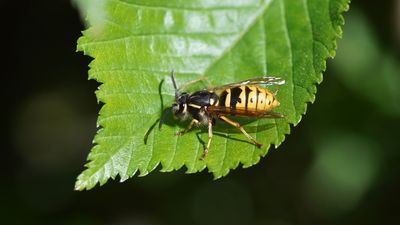 7 things that attract wasps to your yard