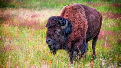 Yellowstone visitors pose for photos in front of 'absolute unit' of a bison