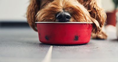 Dog expert shares food trick that keeps pets hydrated during heatwave