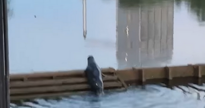 Seal filmed climbing ladder on River Clyde in Glasgow by passerby