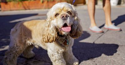 Six things you need to know about walking your dog in hot weather including the five-second rule