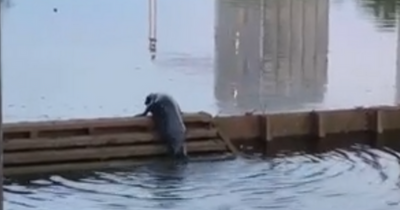 Seal filmed climbing River Clyde ladder in brilliant 'confident as you like' moment