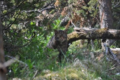 More than 20 Scottish wildcats released in historic first for conservation project
