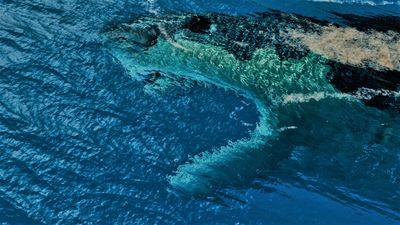 Could the megalodon still exist today?