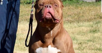 Call to ban American Bully XL dogs heard in Parliament