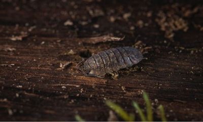 Artificial night-time light confuses colour-changing coastal woodlouse: Study
