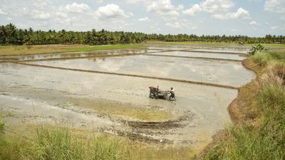 T.N.’s delta farmers seek timely distribution of kuruvai special package