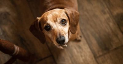 Urgent fundraiser launched by DSPCA as surrenders soar
