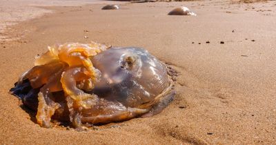 Scores of giant jellyfish found washed up on Blackpool beach as children swim nearby