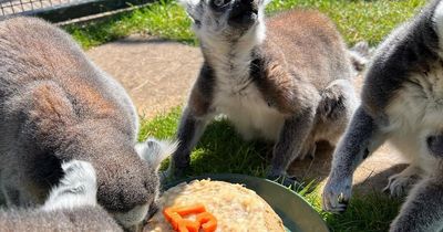 Scottish zoo celebrates birthday of 'UK's oldest' lemur aged 37