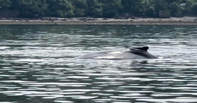 River Clyde whale 'distressed' as jet skis and boat get 'too close'