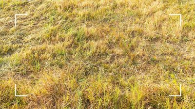 What to do if your lawn is yellow: experts reveal what causes it and how to fix it