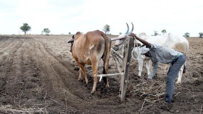 Delayed monsoon affects Kharif sowing