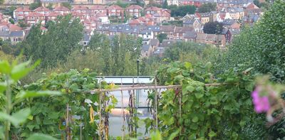 Bees and hoverflies are key to growing more fruit and veg in cities -- new research