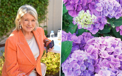 Want to get more blooms from your hydrangeas? Martha Stewart's method is the key to success