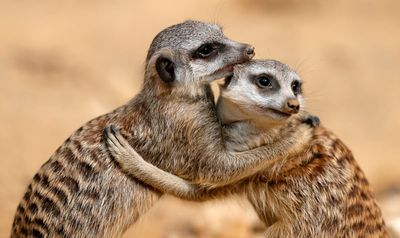 Five meerkats drop dead at Philadelphia zoo after exposure to mystery ‘toxin’