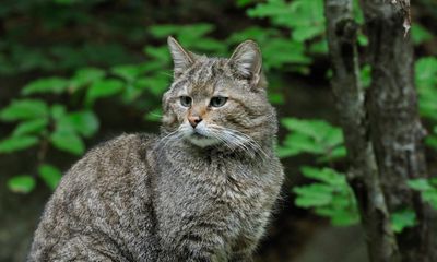 Wildcats to be released in secret Scottish sites in effort to avoid extinction