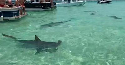 Terrifying moment eight sharks surround swimmers in 2ft of water as they clammer to escape