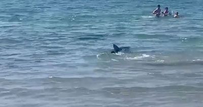 Dramatic moment shark stalks Spanish beach as swimmers flee and SECOND shark spotted