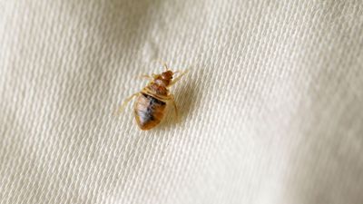 What is the main cause of bedbugs? Experts advise on how to avoid bringing pest guests home