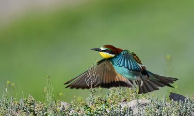Exotic bee-eater returns to UK for second summer in a row