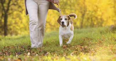 Stark warning for pet owners after eight dogs die