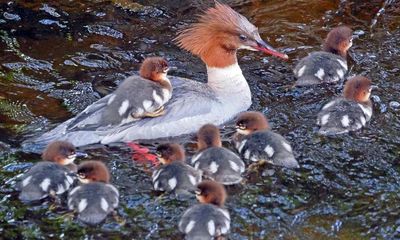 Country diary: A female goosander is left to defend her ducklings alone
