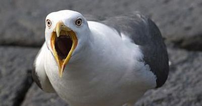 Town going to war after invasion of manic seagulls