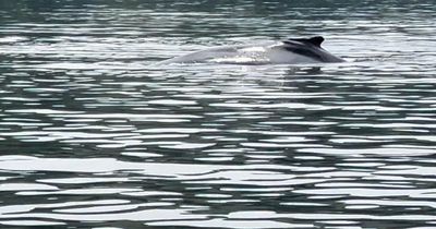 Humpback whale in River Clyde 'distressed' after jet skis get 'too close' as cops launch probe
