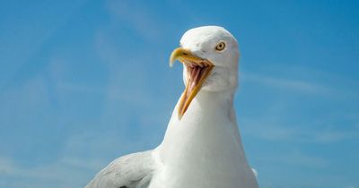 Irish town terrorised by seagulls 'snatching food from hands' as 'droppings rain down' on locals