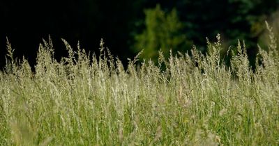 Met Office pollen count forecast for Wales for the coming days