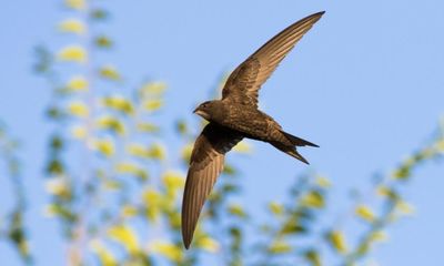 One Midsummer’s Day by Mark Cocker review – soaring with swifts