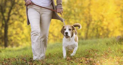 Urgent warning issued to dog owners after eight pets die from suspected poisoning