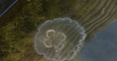 Advice issued to swimmers as jellyfish invade lake