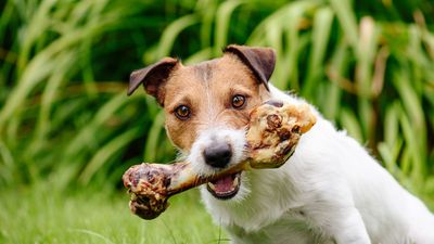 Canine expert debunks five myths every owner needs to know about training dogs with food