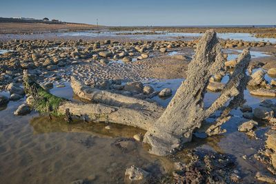 One of Britain’s largest sunken forests reveals its secrets