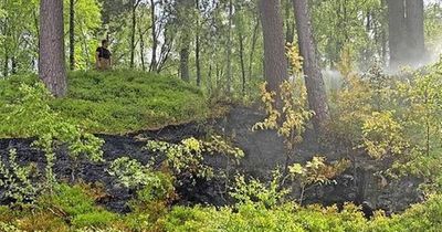 Forestry agency chiefs 'very angry' after overturned disposable barbecue sparks fire by Perthshire woodland