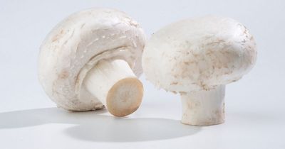 Labour shortage threatens to decimate Northern Ireland mushroom sector