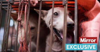 Inside China's controversial dog meat festival as canines seen on chopping boards