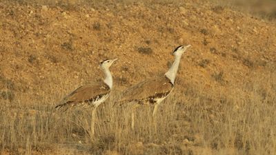 Great Indian Bustard: A whisky brand aims to save the critically-endangered bird