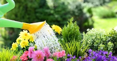 Hot weather watering mistake can be 'death of plants', gardening expert warns