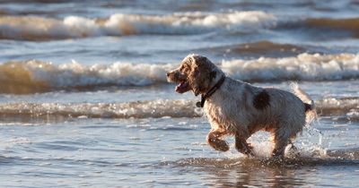 Four Scottish holiday spots named among most pet-friendly summer destinations