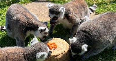 Five Sisters Zoo celebrates birthday of 'UK's oldest' lemur