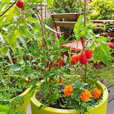 How to grow chillis in pots if you want to add some heat to your garden