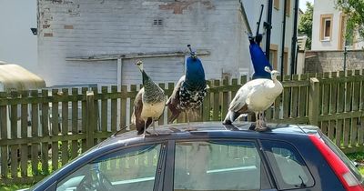 Peacocks that terrorised town for years found dead after complaints by angry locals