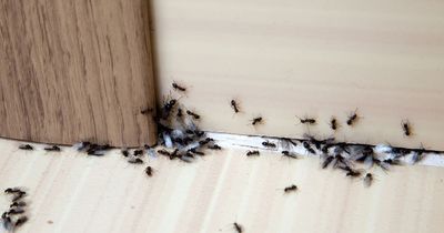 Cheap hack to stop ants from invading your home that pests 'hate' the smell of