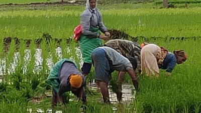 Associations urge govt. to buy foodgrains from farmers directly