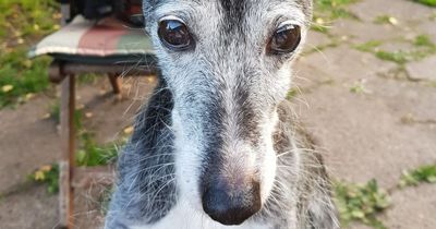 At 170-dog-years-old, Whippet KD finally says goodbye