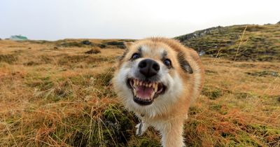 Dog expert's urgent heatwave warning that could change your pet's behaviour