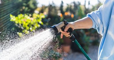 Gardener's nifty tip will help save plants during the hosepipe ban that starts TODAY